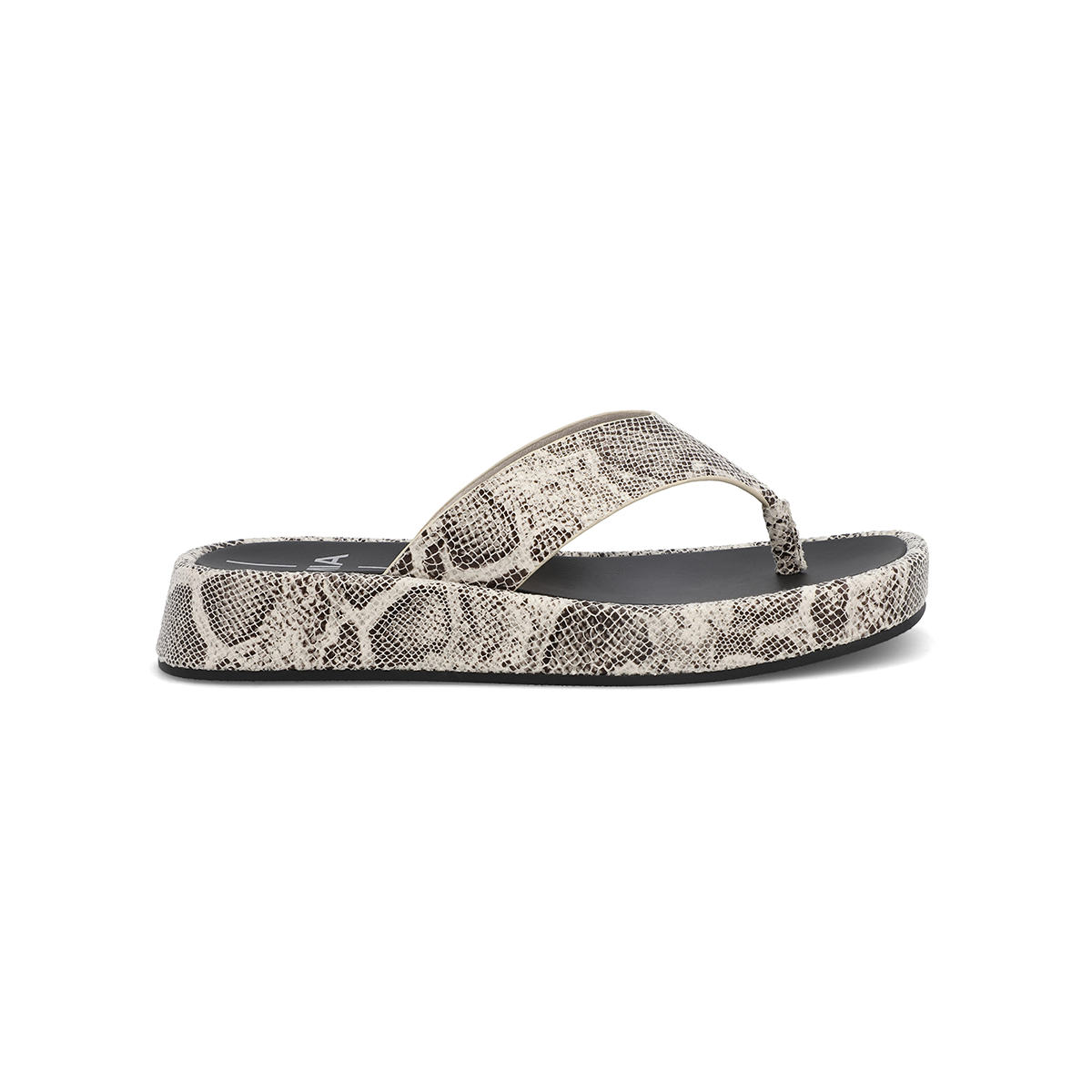 PAMELIA - SNAKE